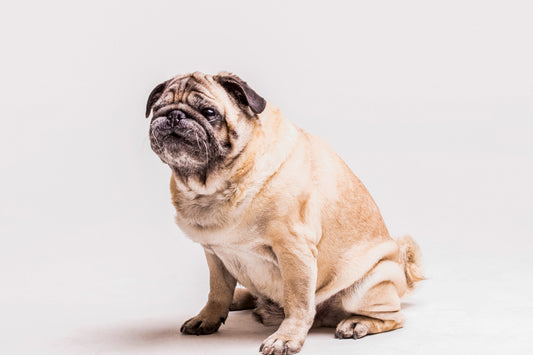 How can we help our dogs stay healthy and not get obese?