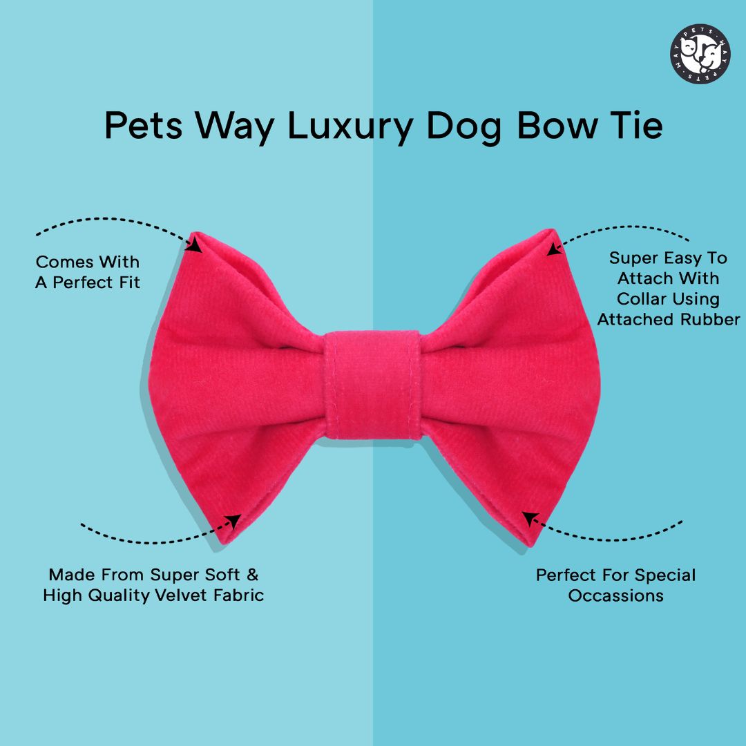 Teal Luxury Velvet Collar & Leash with Bow Tie