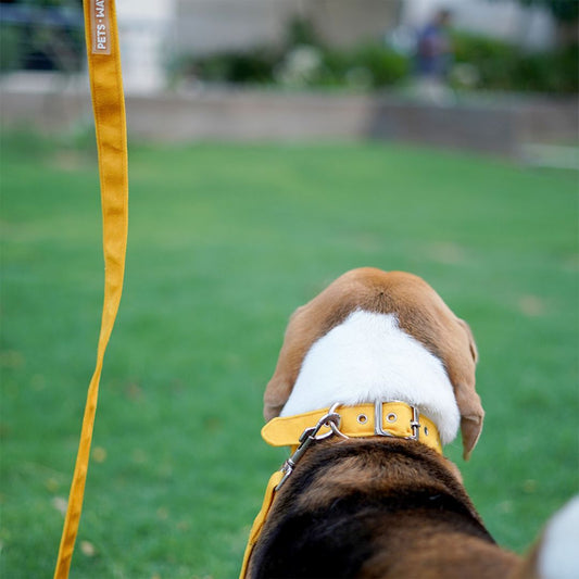 Amber Luxury Velvet Collar & Leash with Bow Tie
