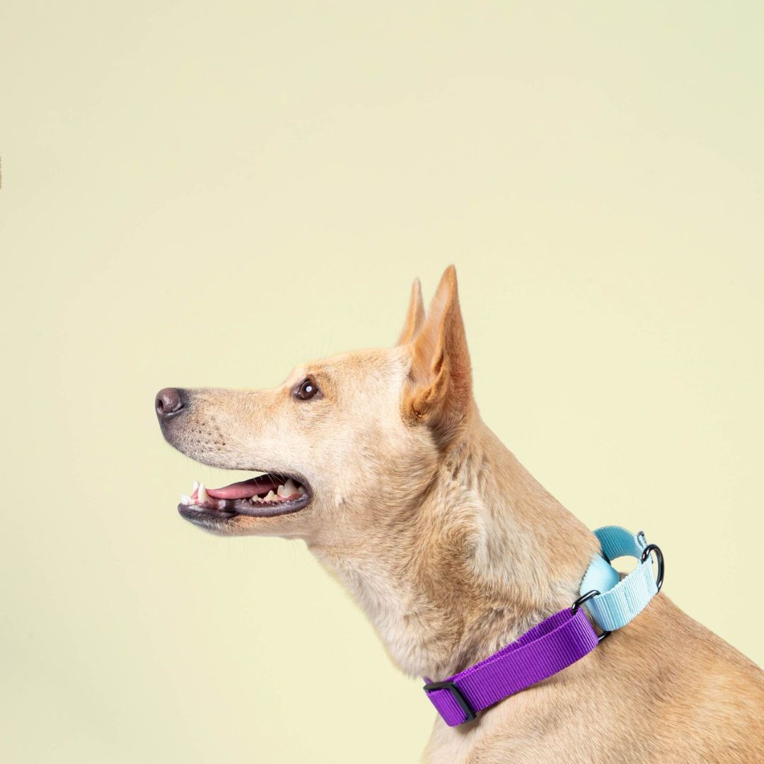 Amethyst & Sky - Martingale Dog Collar