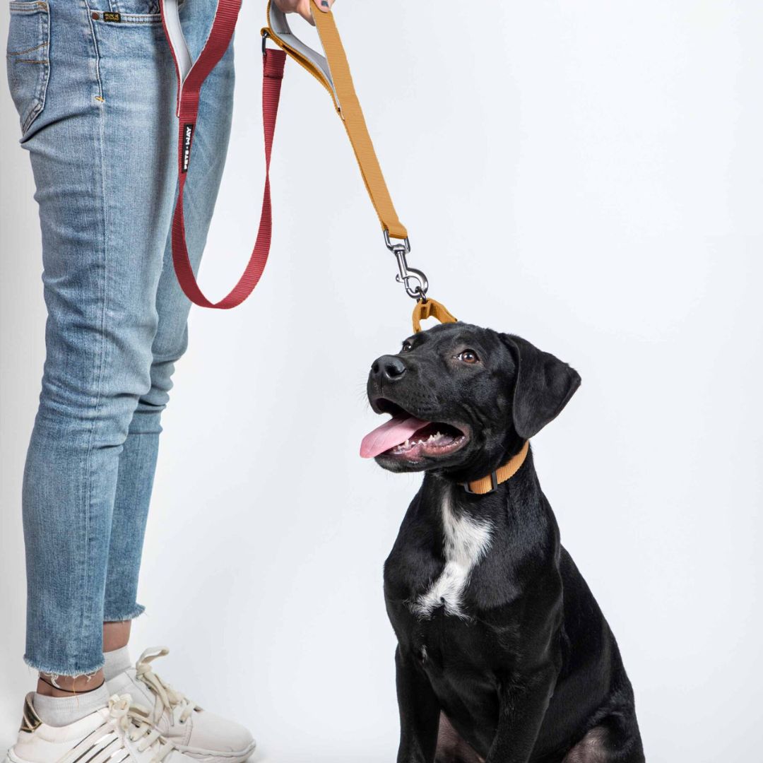 Wine & Honey - Traffic / Dual Handle Leash
