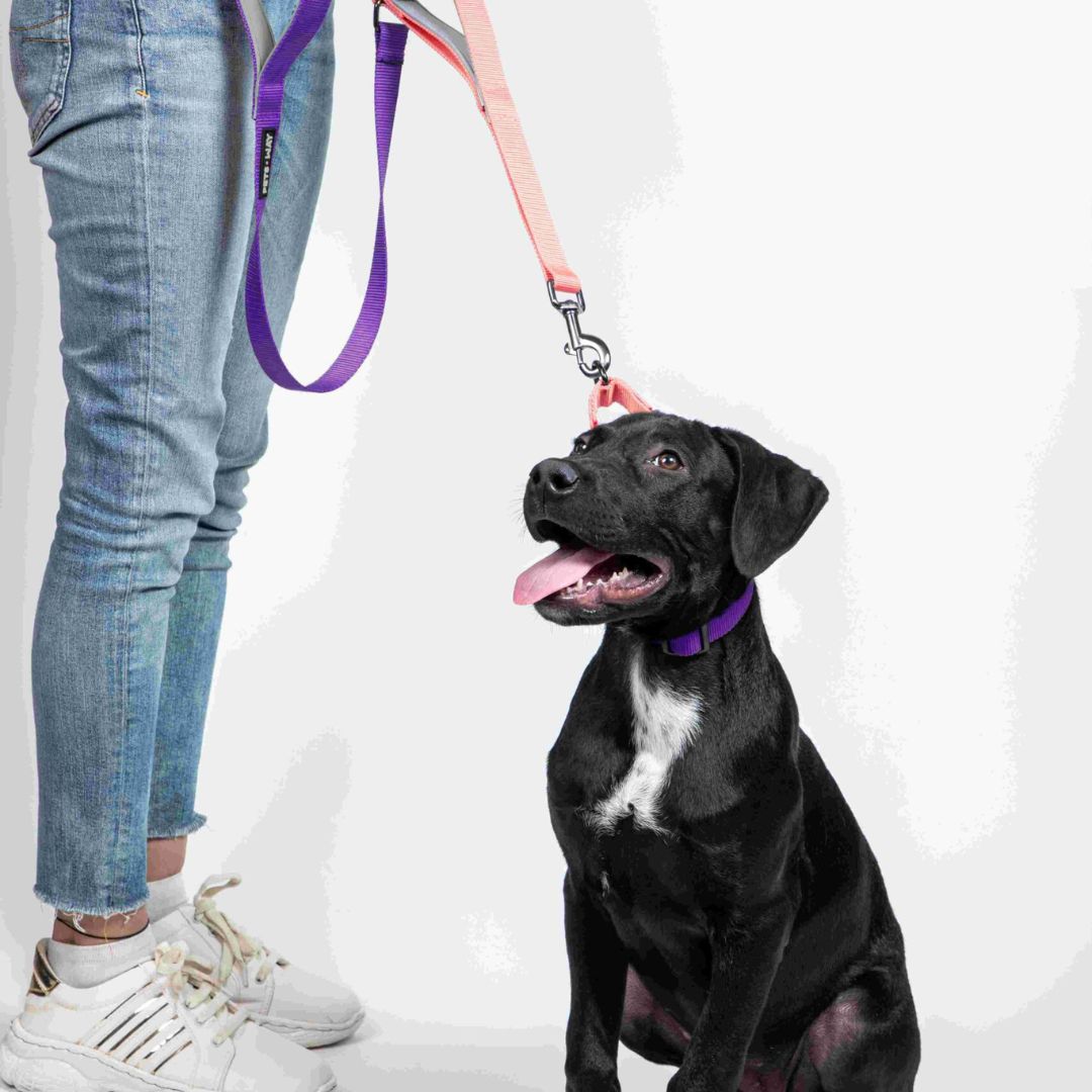 Peach & Amethyst - Traffic / Dual Handle Leash