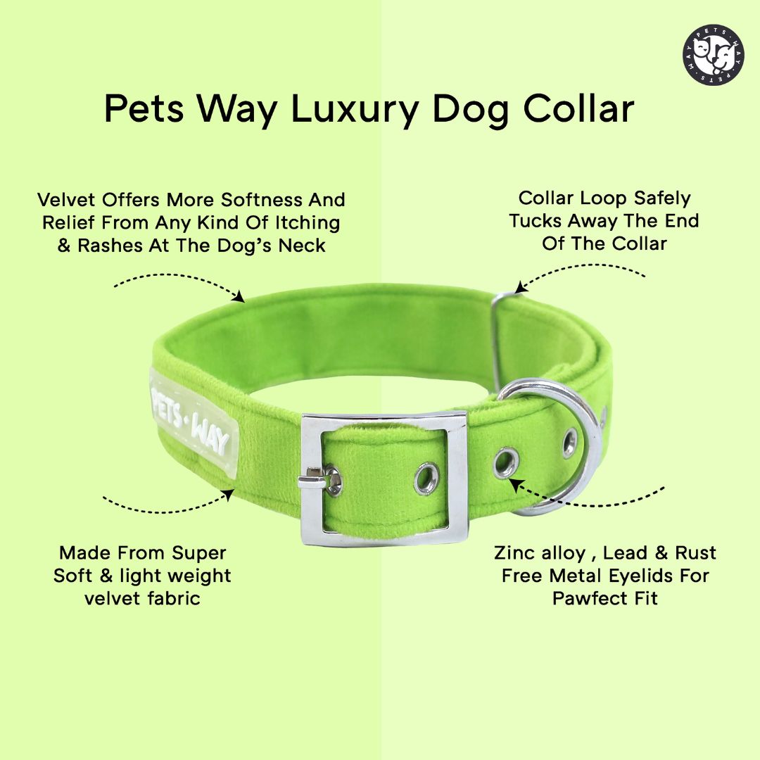 Teal Luxury Velvet Collar & Leash with Bow Tie