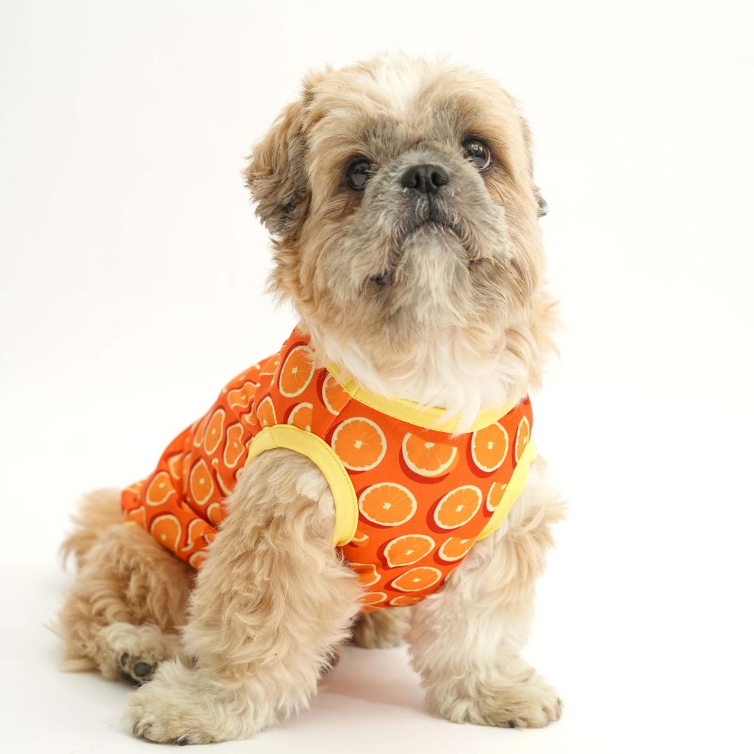 Fruity Dog Vest Combo