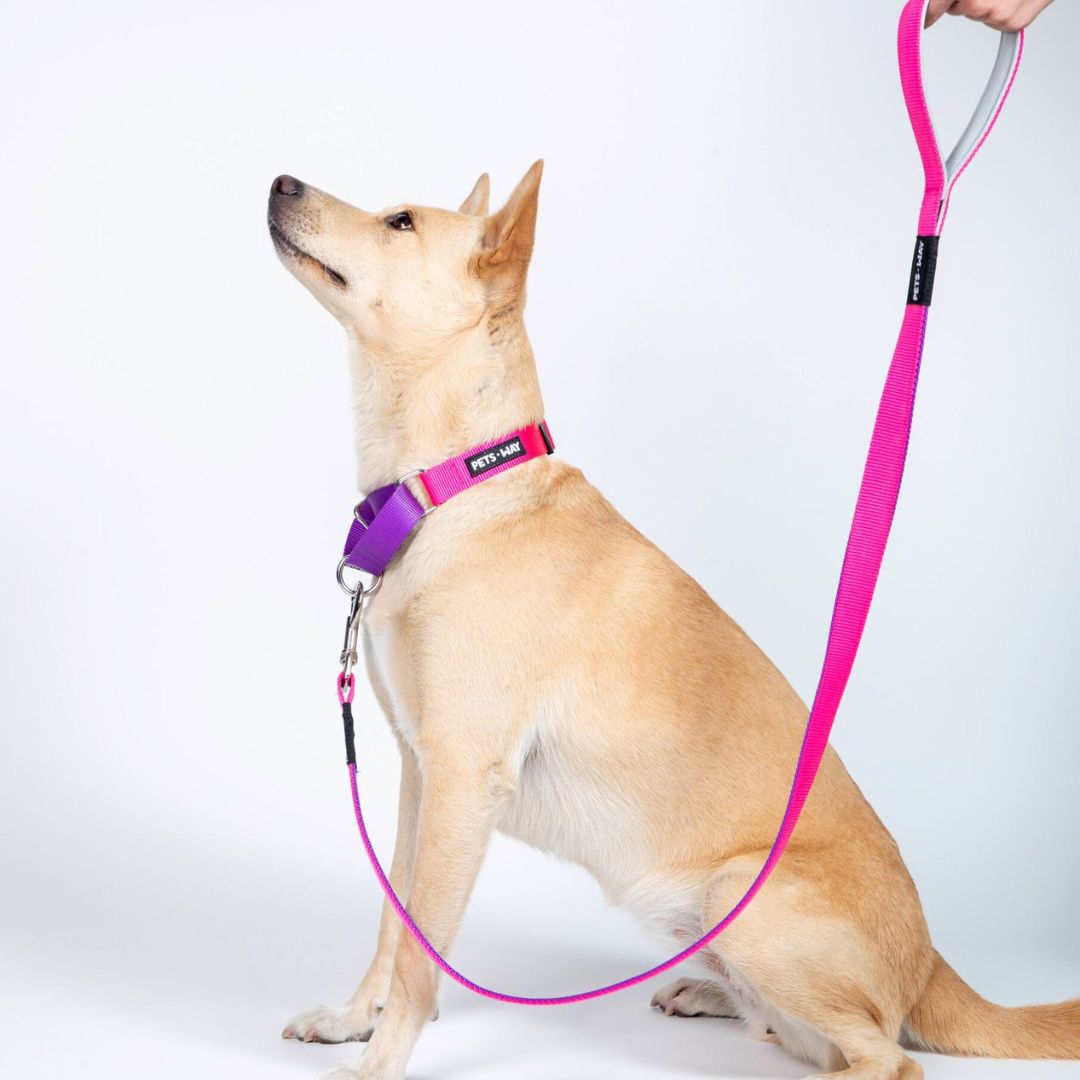 Fuschia & Amethyst - Dual Color Leash