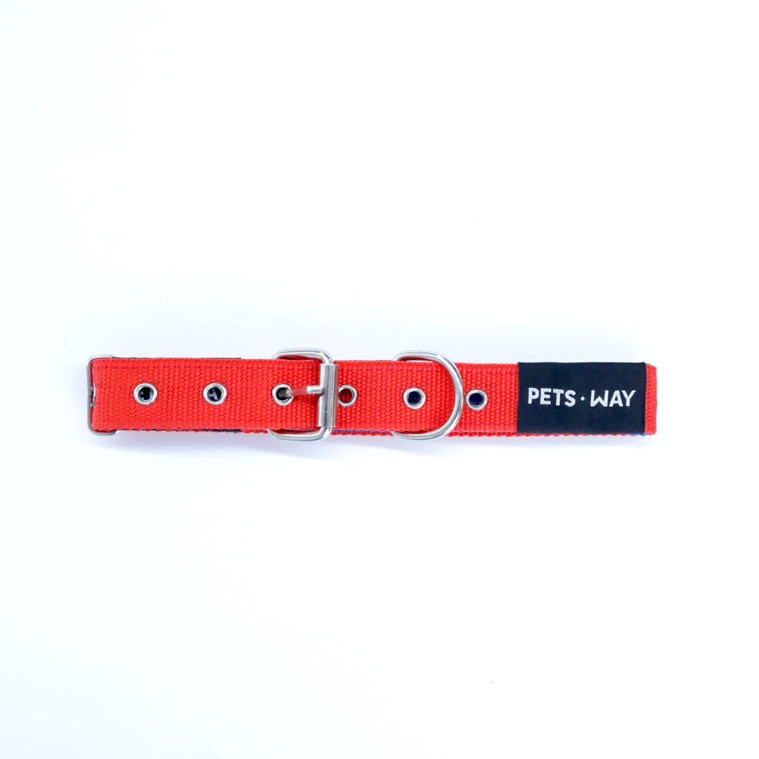 Jam Every Day Dog Collar Leash Set