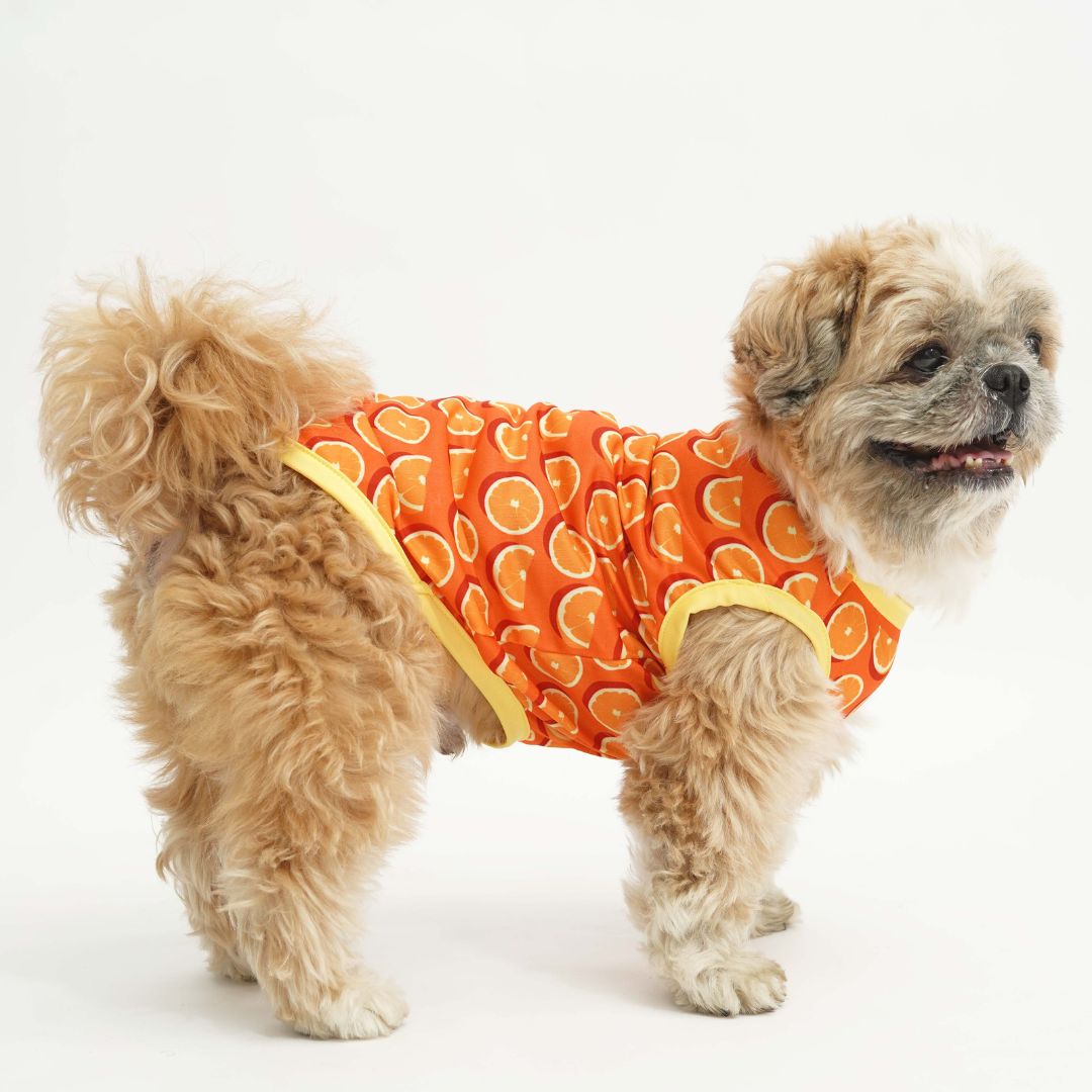 Fruity Dog Vest Combo