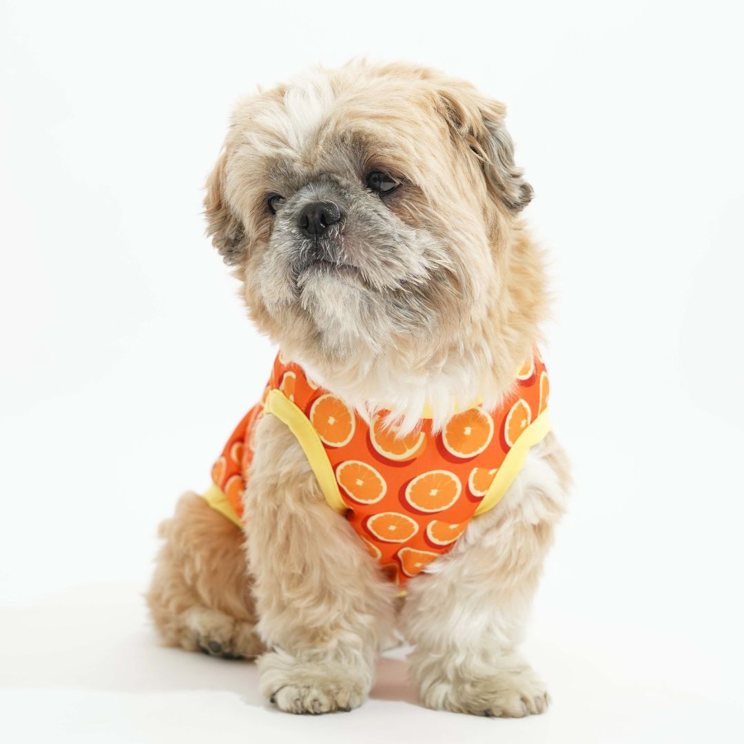 Happy Dog Vest Combo