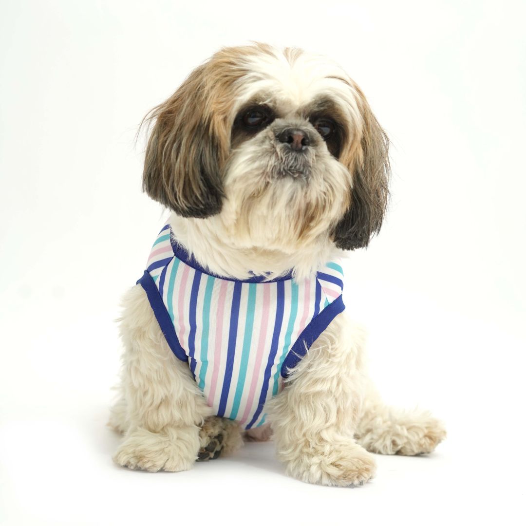 Happy Dog Vest Combo