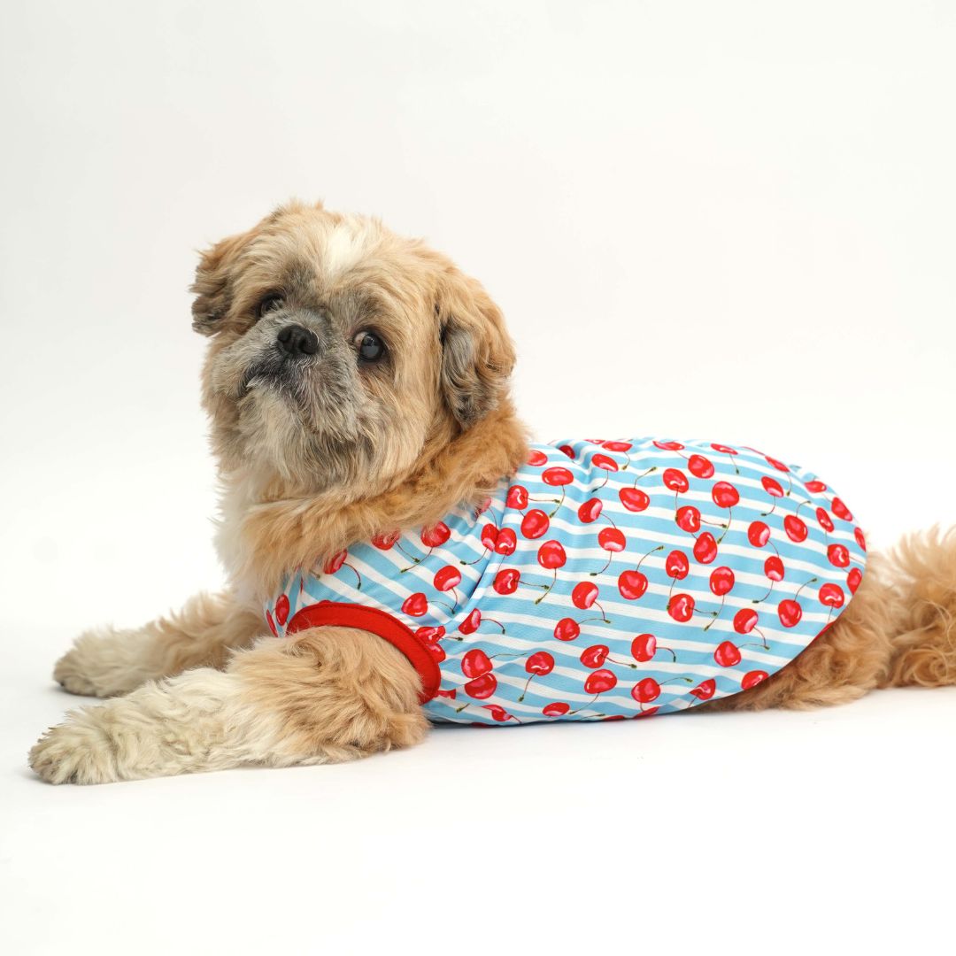 Fun Dog Vest Combo
