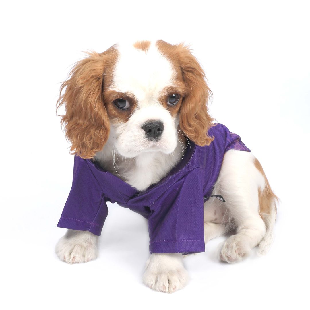 Kolkata Kennel Riders-KKR IPL Dog Jersey
