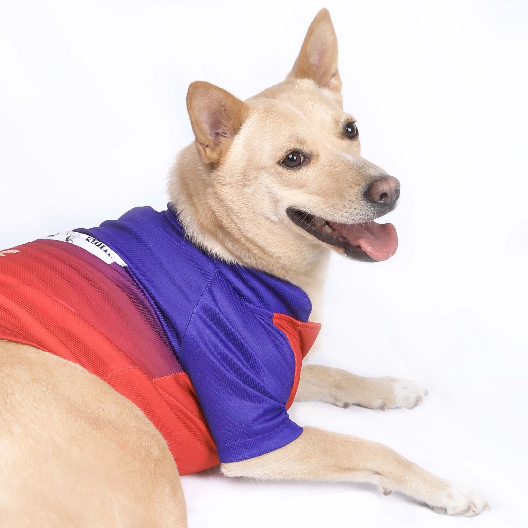 Royal Canines Bengaluru-RCB IPL Dog Jersey