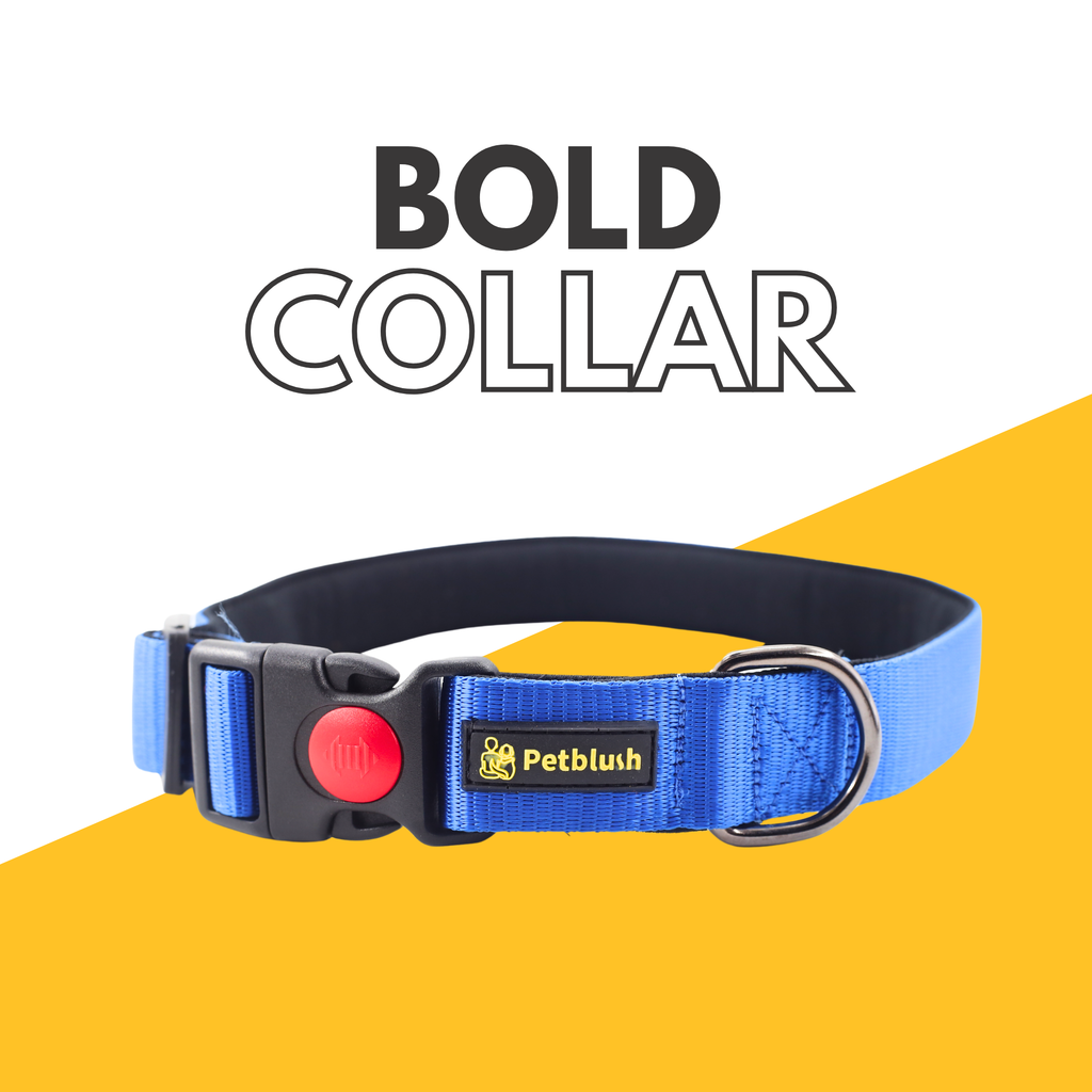 Petblush Bold Padded Collars with Lock Buckle