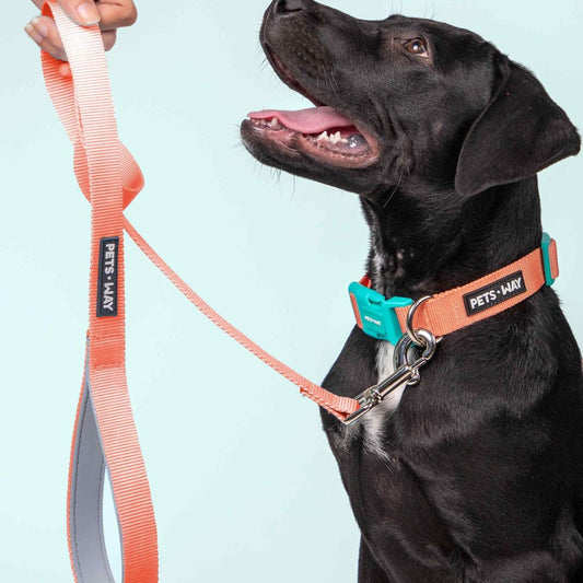 Peach Dog Collar