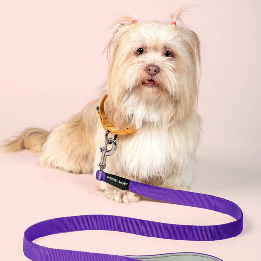 Amethyst Dog Leash