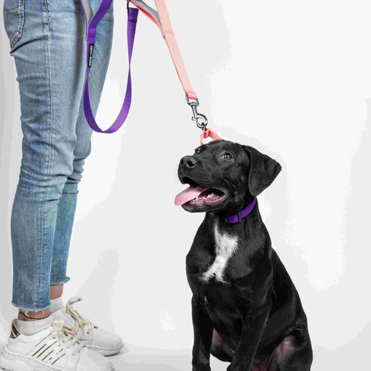 Peach & Amethyst - Traffic / Dual Handle  Leash