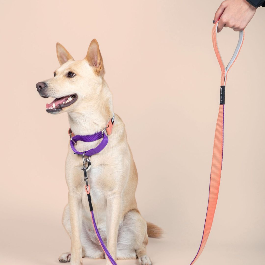 Peach & Amethyst - Dual Color Leash