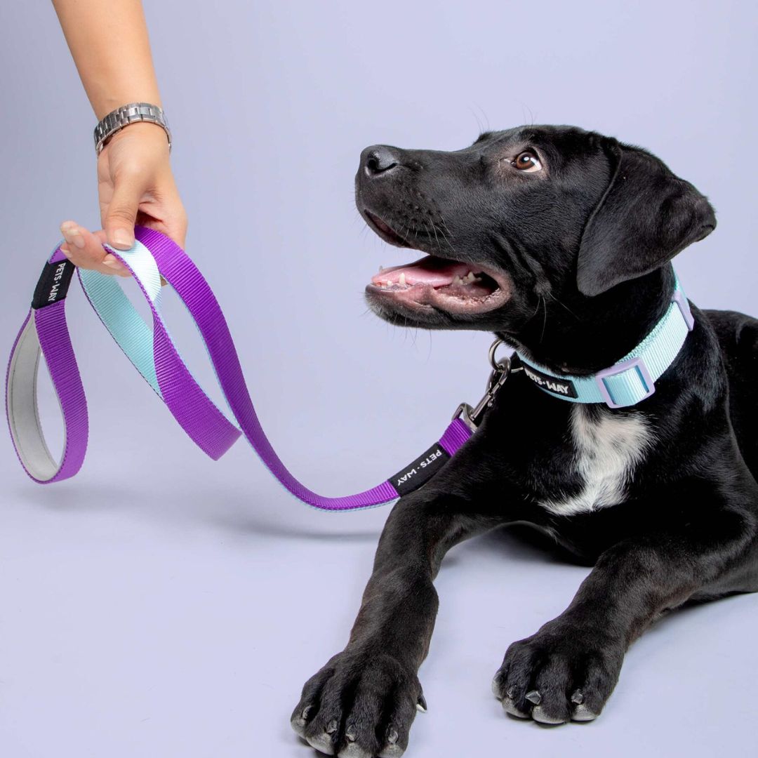 Amethyst & Sky - Dual Color Leash