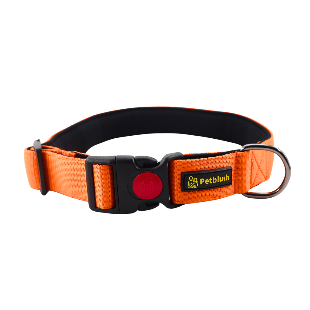 Petblush Bold Padded Collars with Lock Buckle