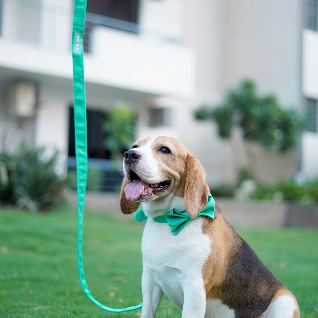 Teal Luxury Velvet Leash