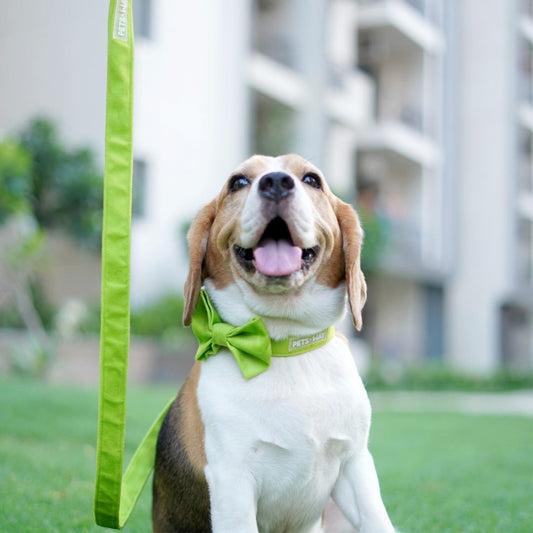 Neon Luxury Velvet Leash