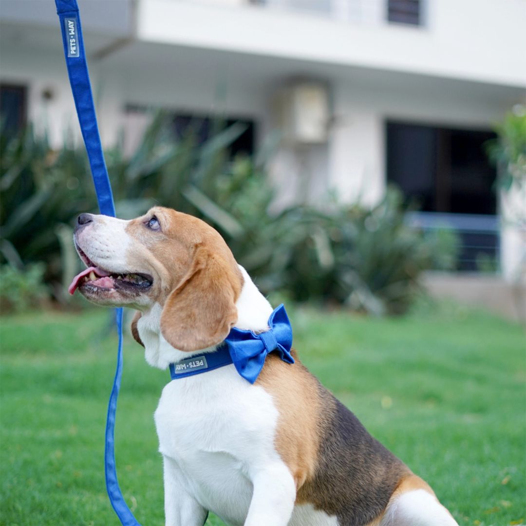 Royal Blue Luxury Velvet Leash