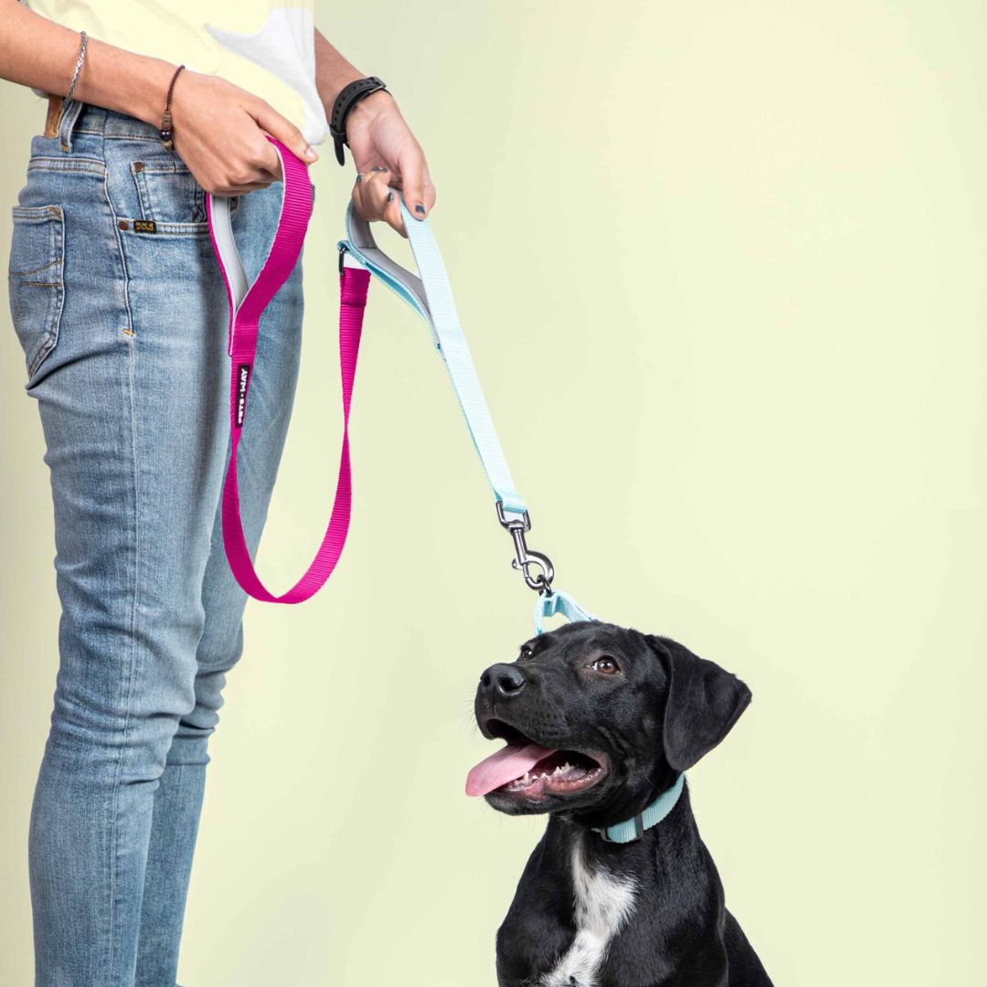 Fuschia & Sky - Traffic / Dual Handle  Leash