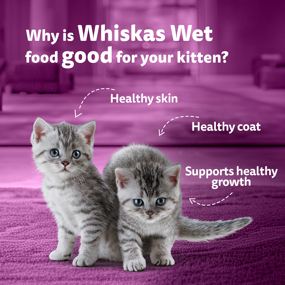 Whiskas Chicken with Salmon in Jelly Kitten (2-12 Months) Cat Wet Food