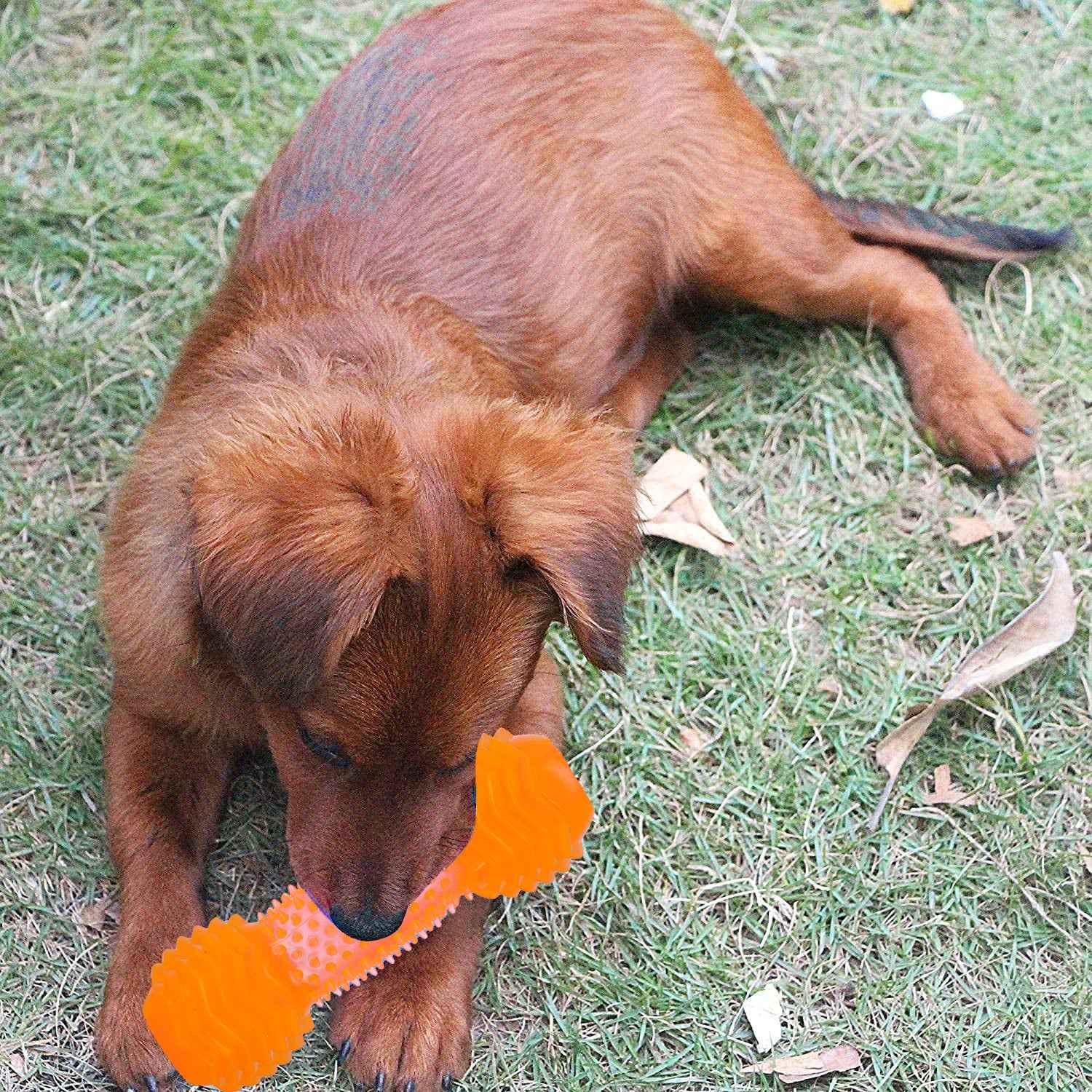 BASIL Dumbbell Toy with Hollow Centre for Treats