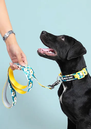 Blossom Dog Collar