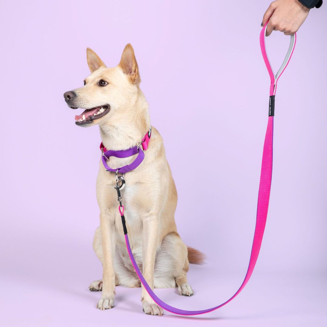 Fuschia & Amethyst - Dual Color Leash