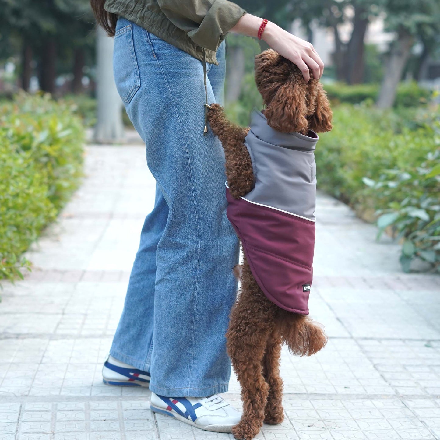 Frost- Wine Dog Jacket