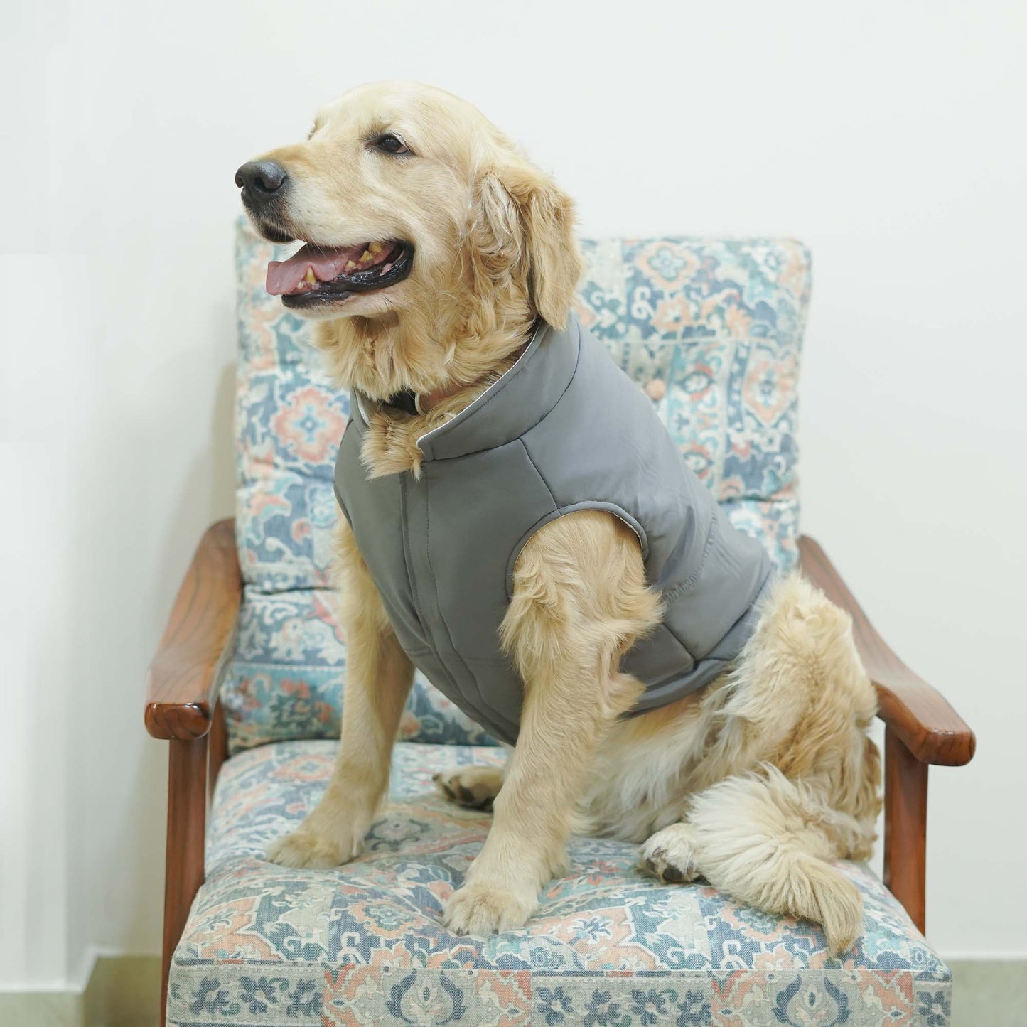 Frost- Grey Dog Jacket