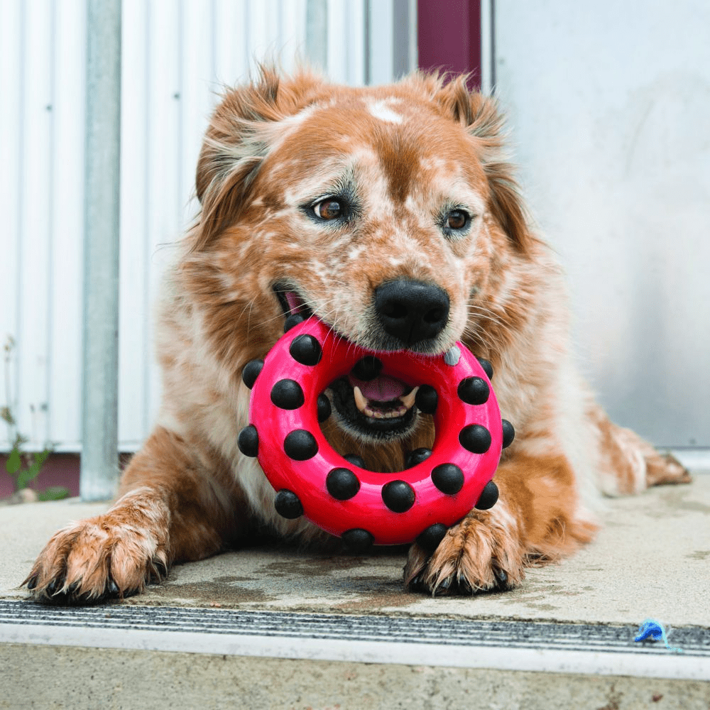 Kong Dotz Circle Toy for Dogs | For Aggressive Chewers