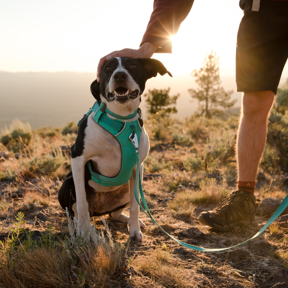 Ruffwear Front Range Harness for Dogs (Aurora Teal)