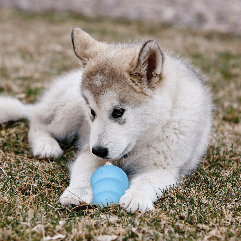 Kong Puppy Toy for Dogs (Blue)