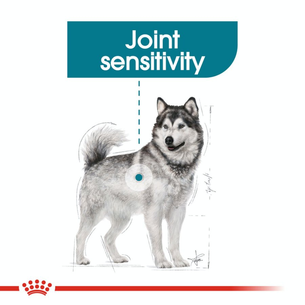 Royal Canin Joint Care Maxi Adult Dog Dry Food