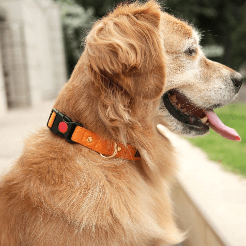 Mutt of Course Collar for Dogs (Goosberry)