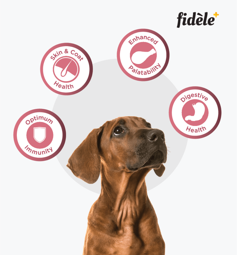 Fidele Plus Small and Medium Puppy Dry Food