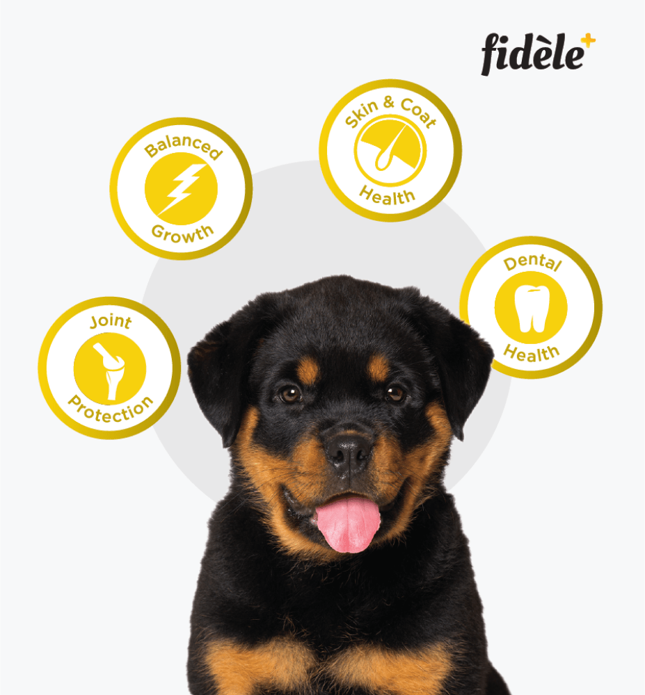 Fidele Plus Large Puppy Dry Food