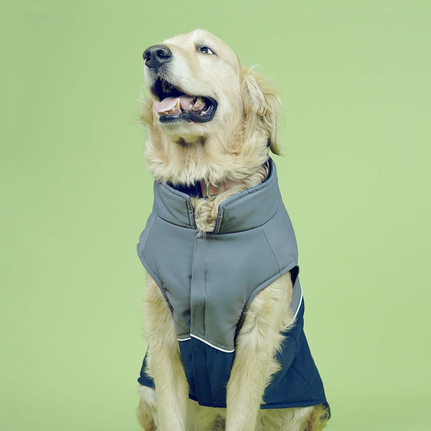 Frost- Navy Dog Jacket