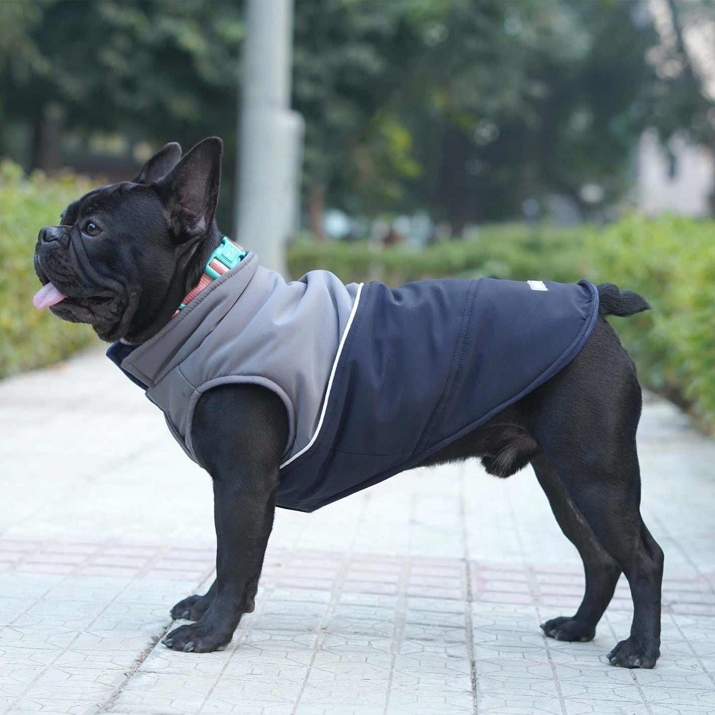 Frost- Navy Dog Jacket