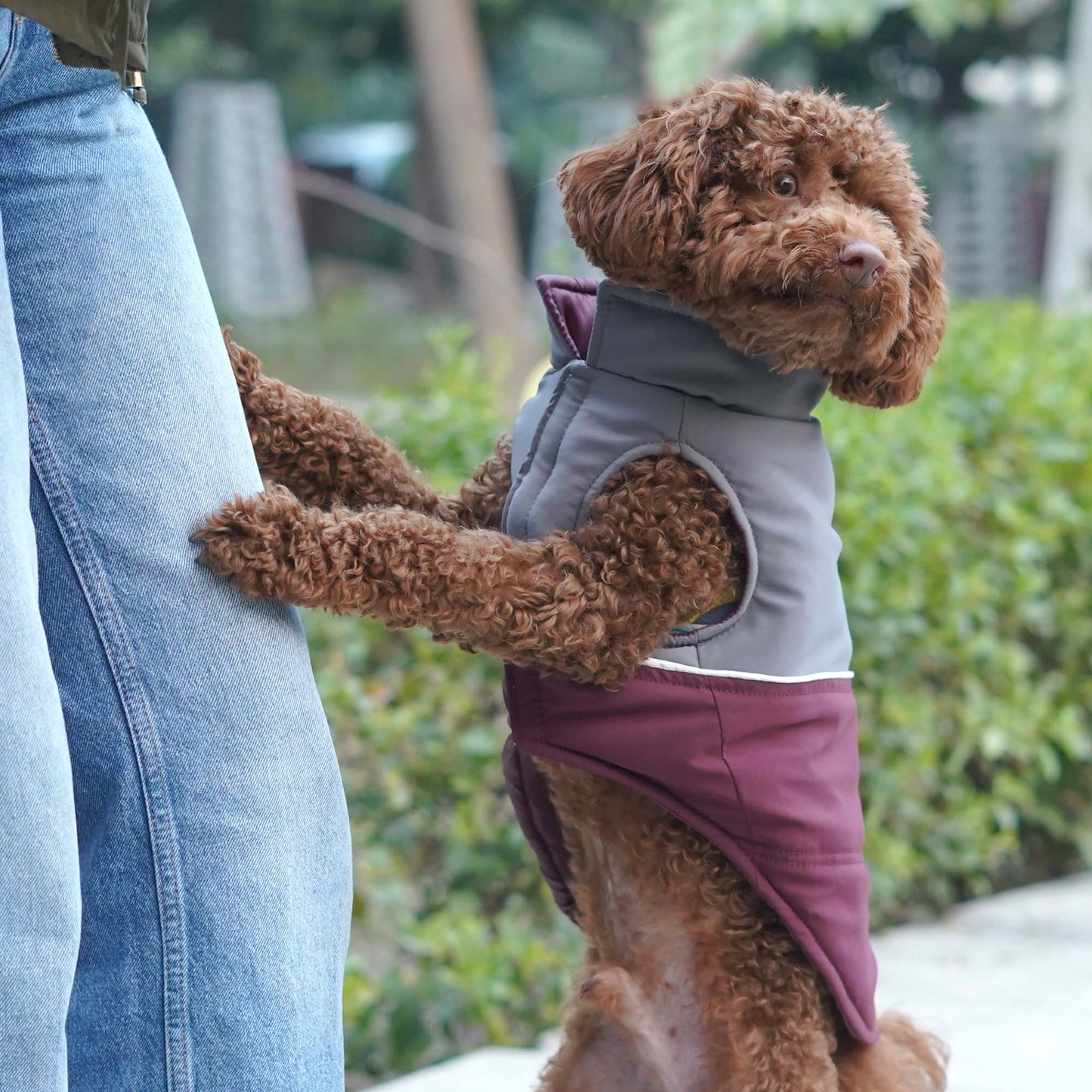 Frost- Wine Dog Jacket