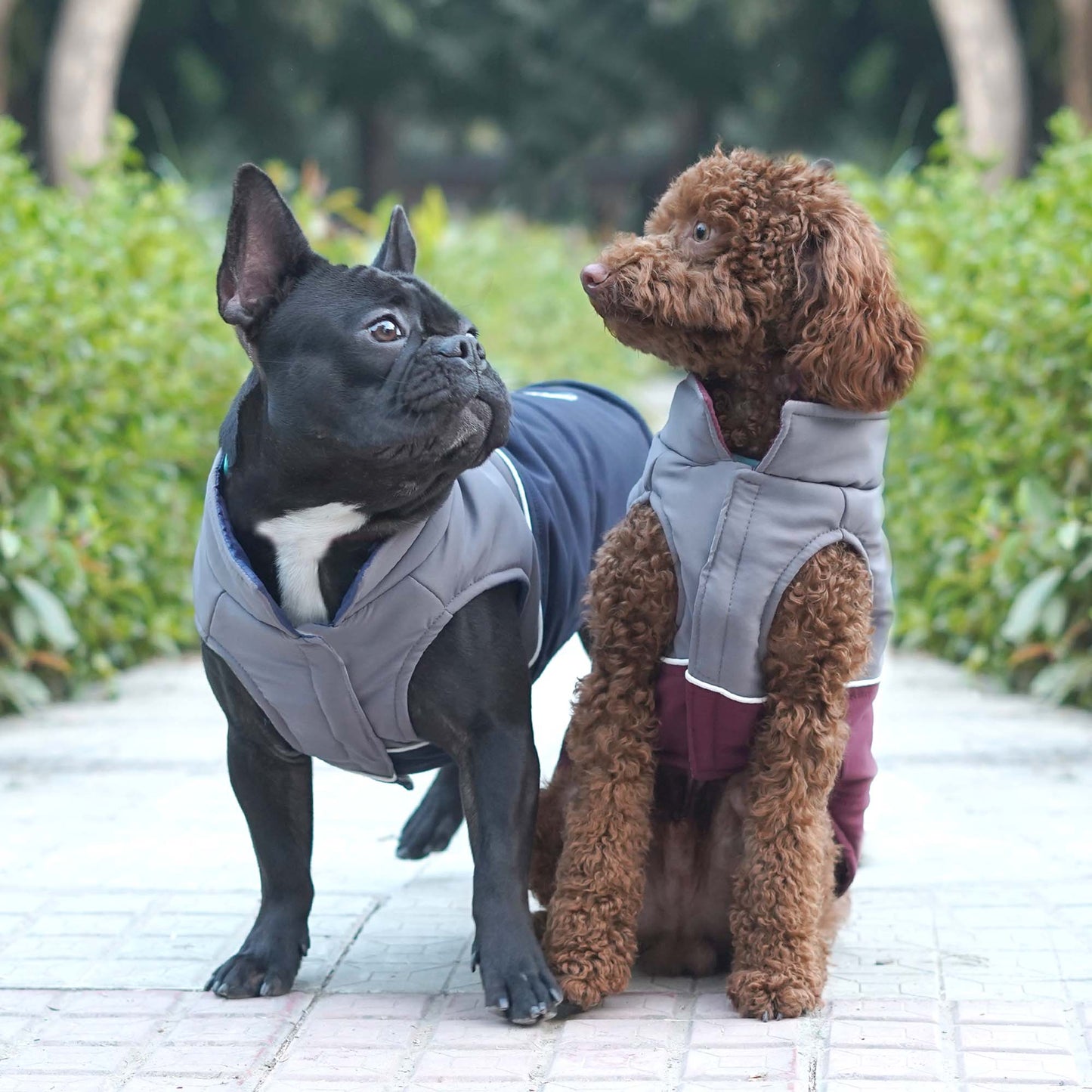 Frost- Navy Dog Jacket