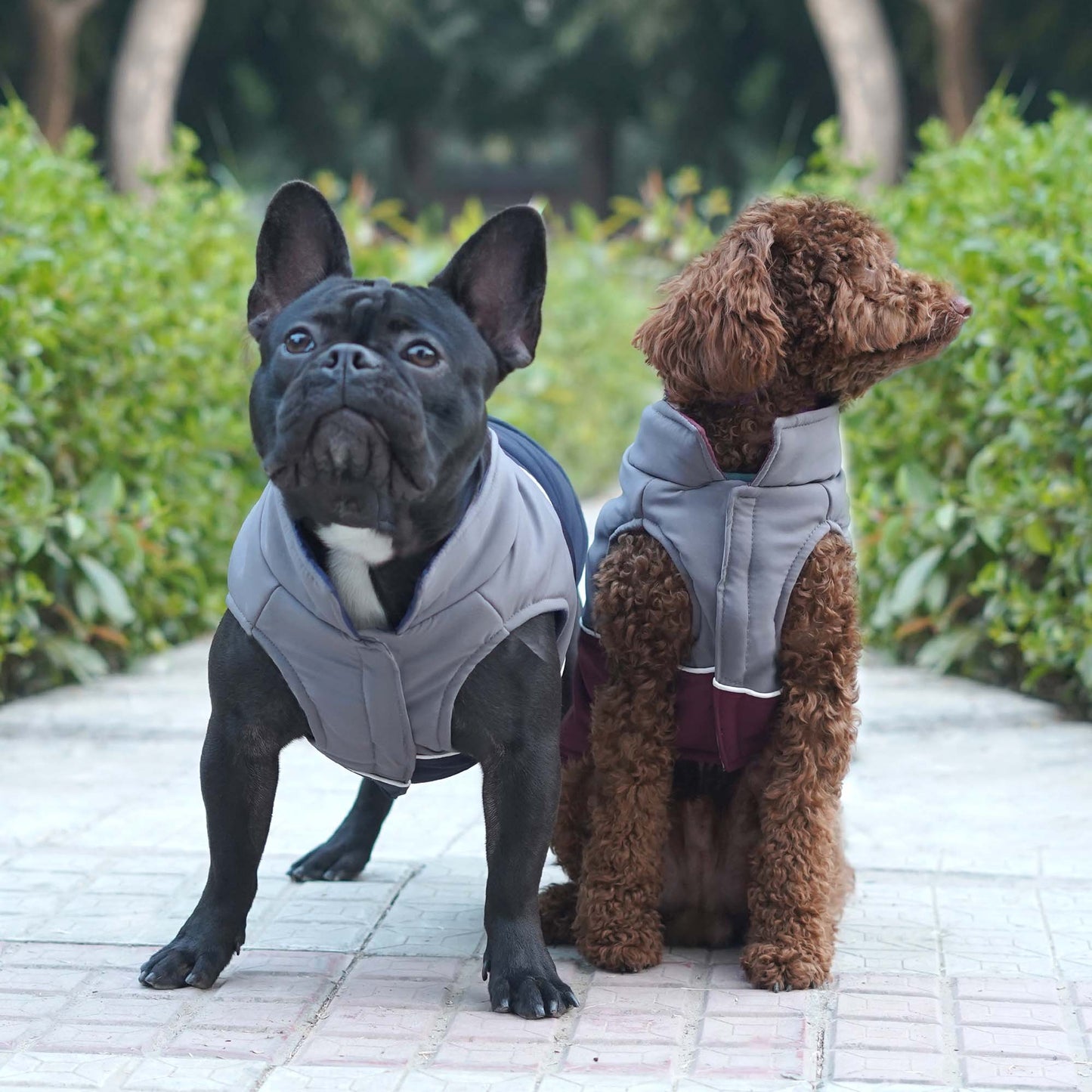 Frost- Wine Dog Jacket