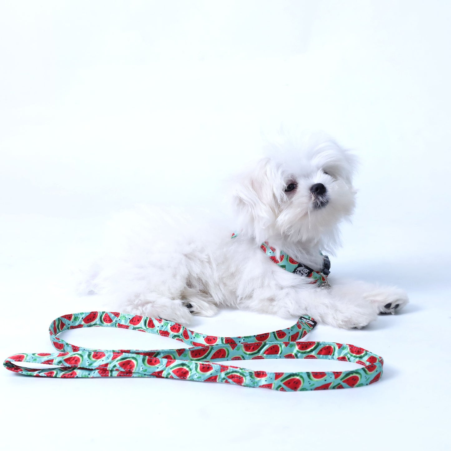 Watermelon Puppy & Cat Collar Leash Harness Set