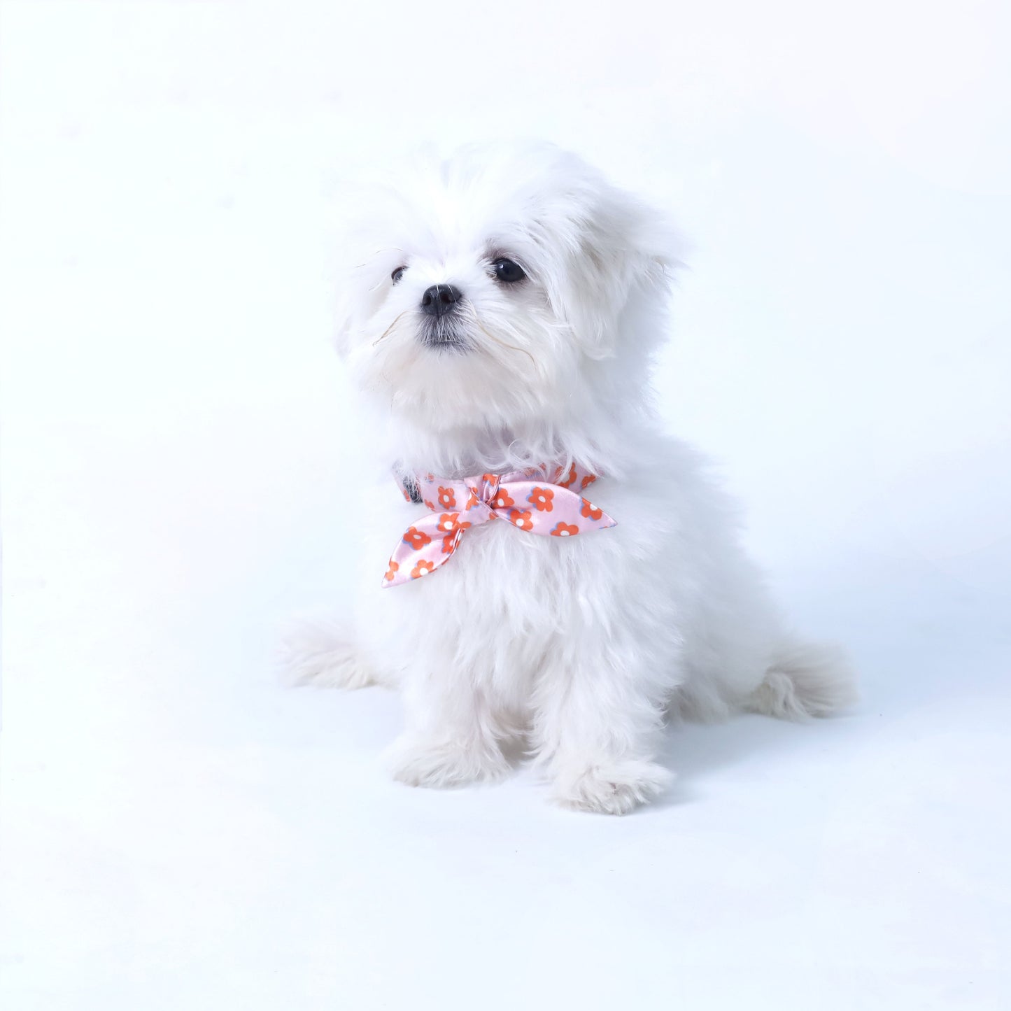 Pawfect Flower Puppy & Cat Collar Leash Harness Set