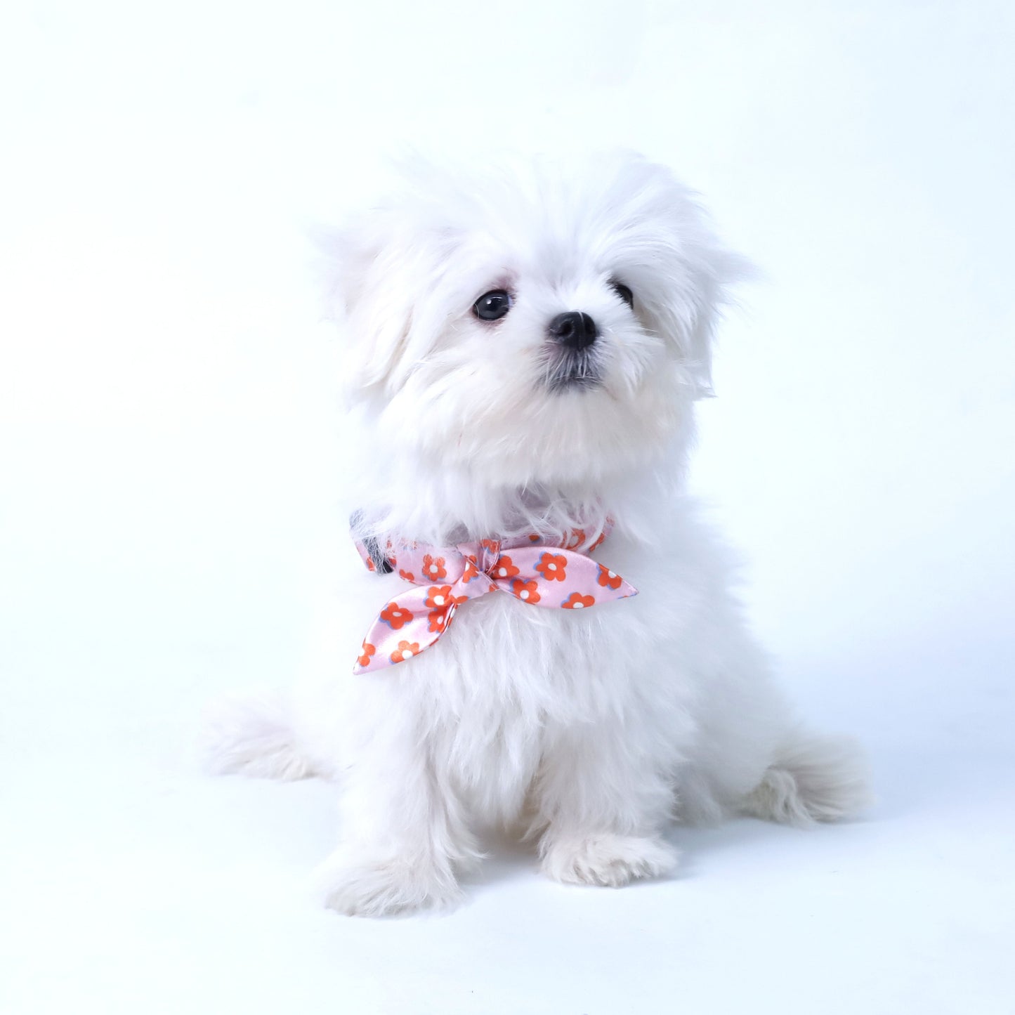 Pawfect Flower Puppy & Cat Collar Leash Harness Set