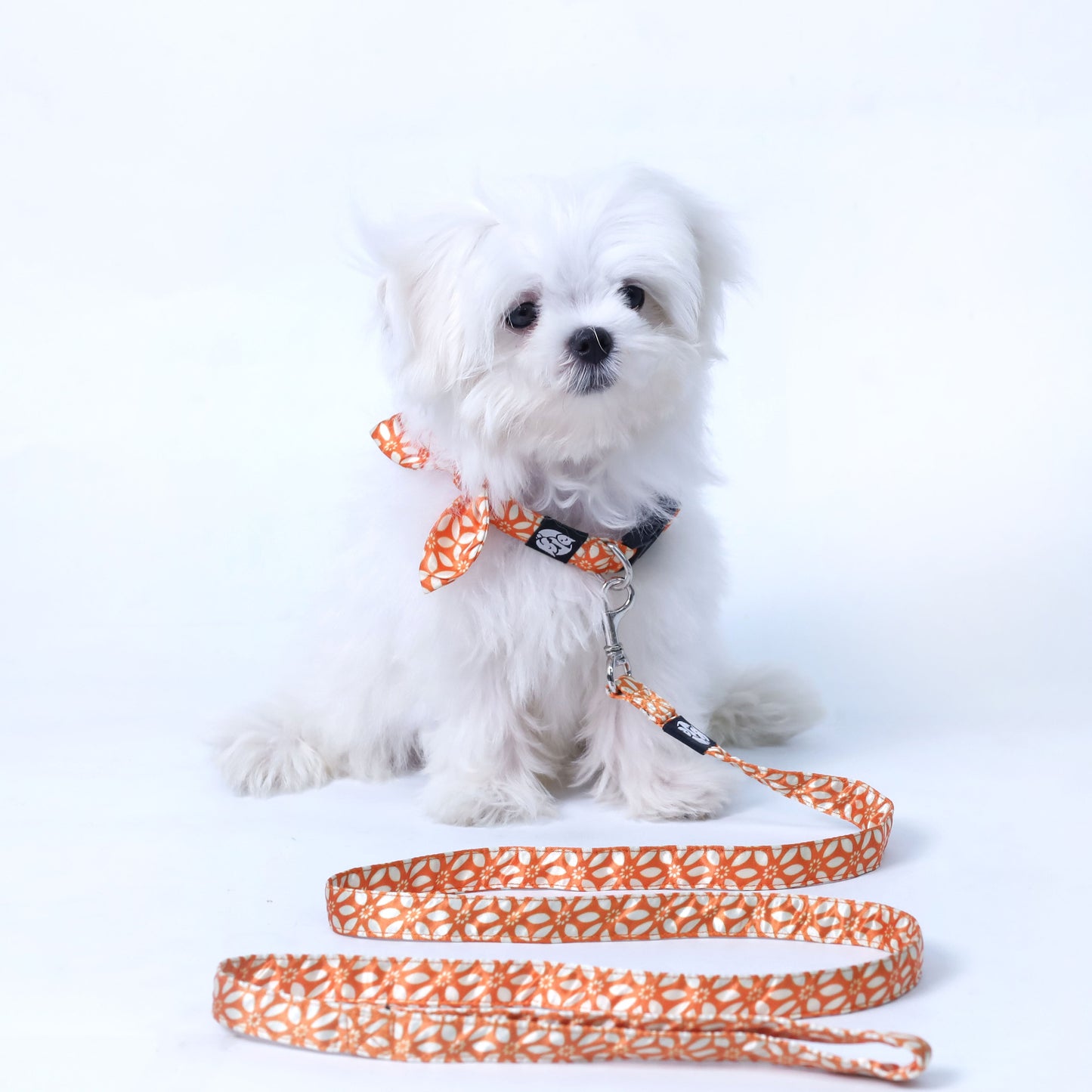 Rangoli Puppy & Cat Collar Leash Harness Set