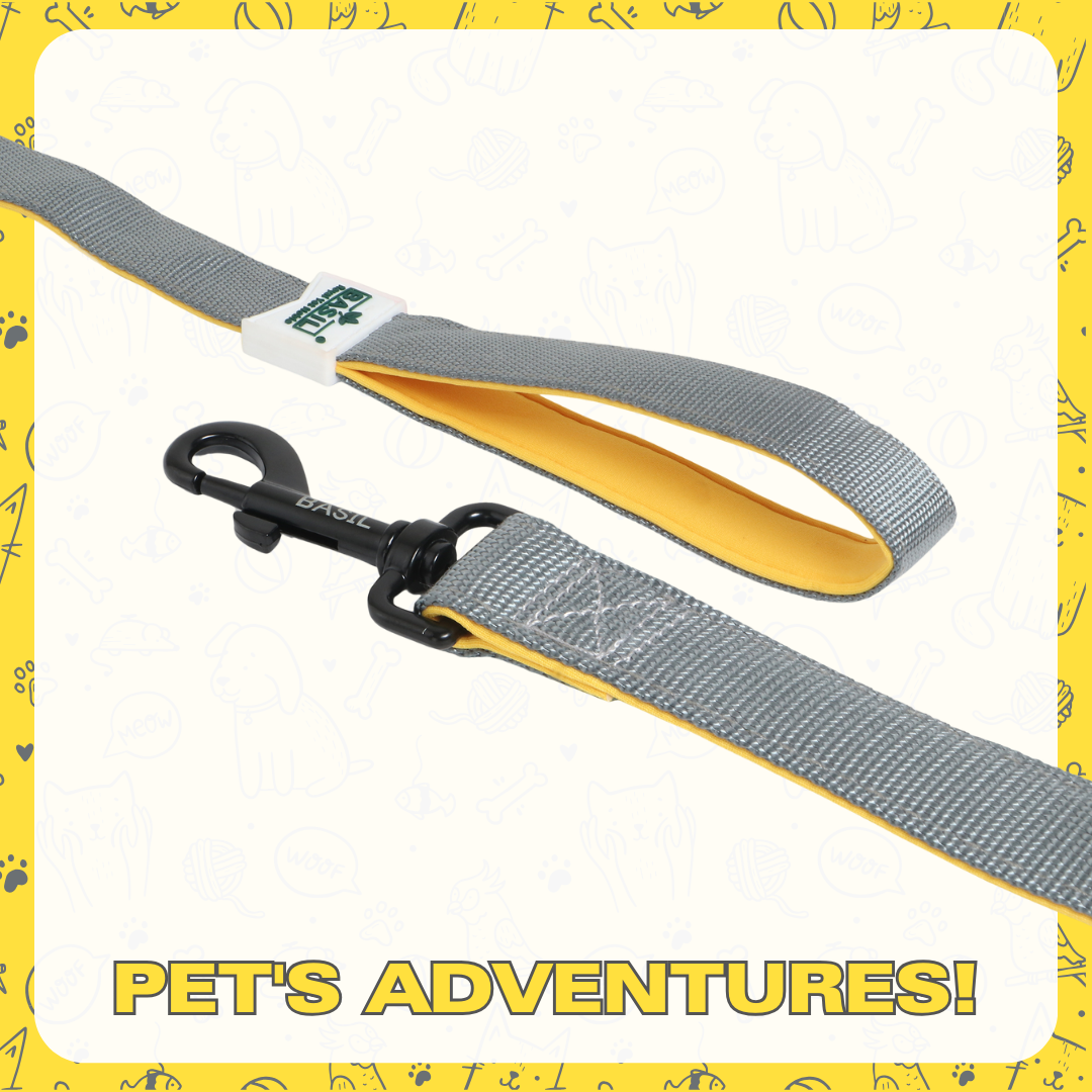 Leash for Dogs, Cats & Puppies (Solid Gray)